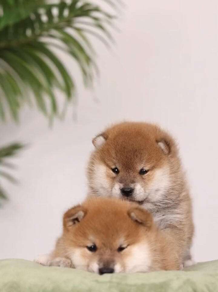 小奶狗正式版下载苹果版(小奶狗app苹果手机下载)-第19张图片-有道翻译官网