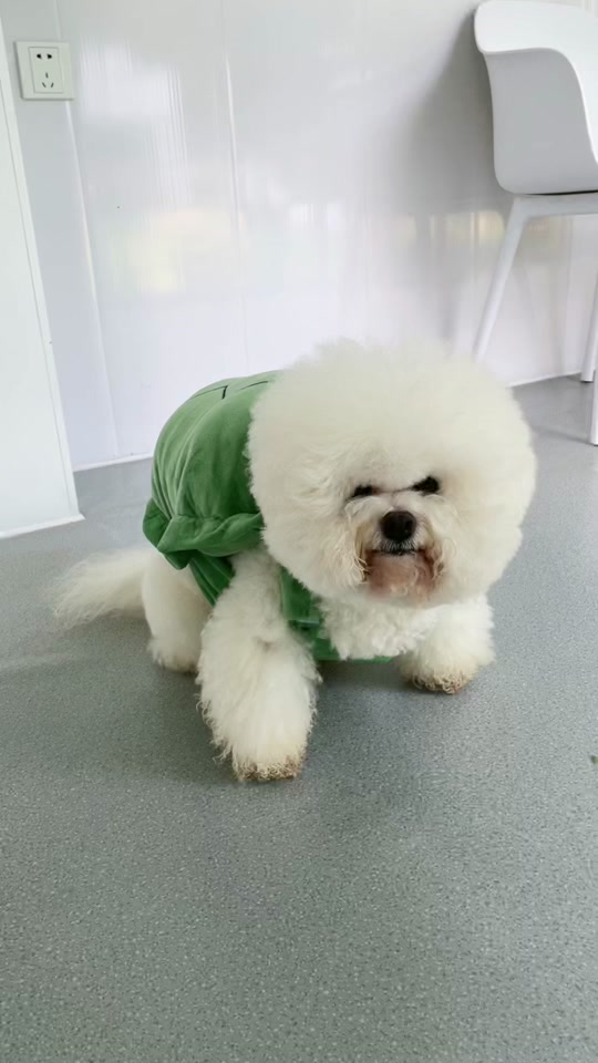 比熊语音安卓版下载苹果版(比熊语音安卓版下载苹果版安装)-第11张图片-有道翻译官网 比熊语音安卓版下载苹果版(比熊语音安卓版下载苹果版安装)-第11张图片-有道翻译官网